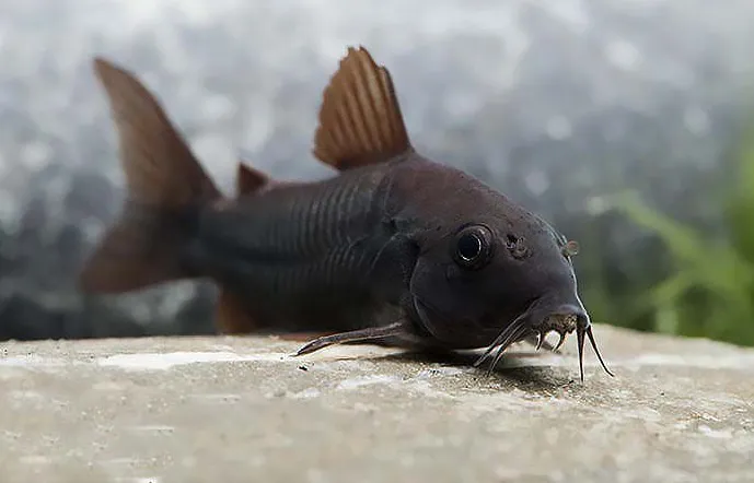 Корідорус Блэк Венесуэла (лат. - Corydoras aeneus Black Venezuela)