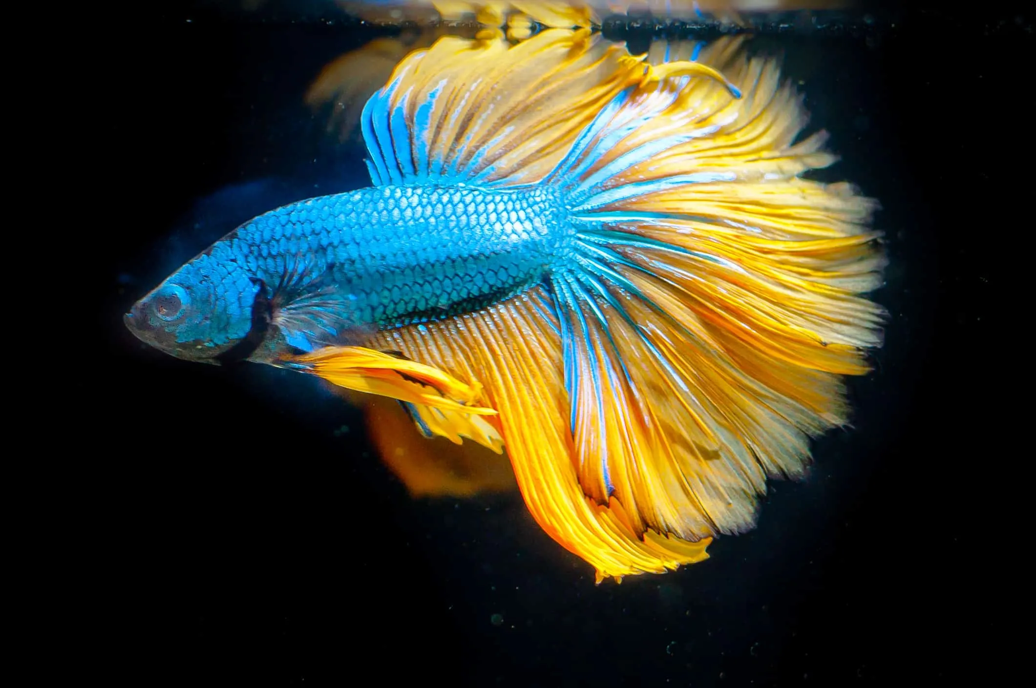 Пітушки, асс. XL. коронохвостий, супердельта (лат. Betta)