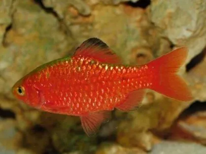 Барбус вогненний, M(лат - Puntius conchonius)