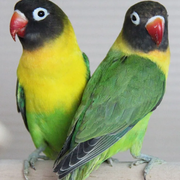 Нерозлучник масковий (лат. - Agapornis personatus)