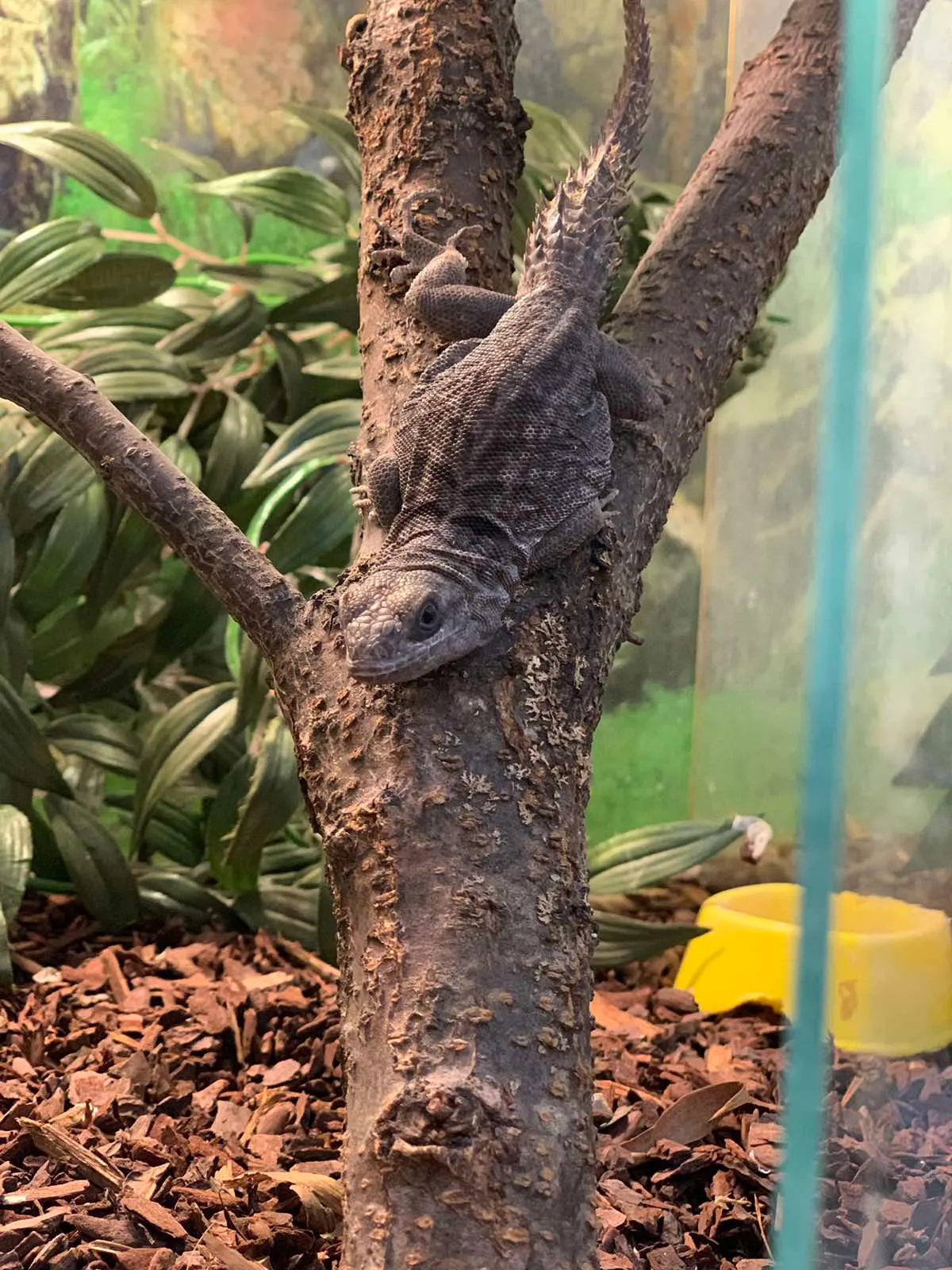Ігуана шипохвоста (лат. - Ctenosaura quinquecarinata)