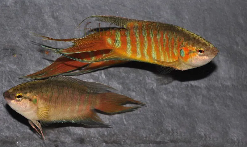 Макропод, S (лат. - Macropodus)