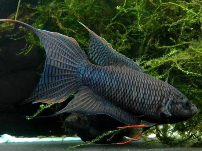 Макропод чорний, XL (лат. - Macropodus spechti)