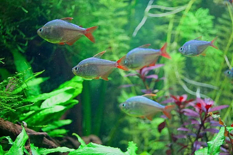 Тетра Колумбійська (лат. - Hyphessobrycon columbianus)