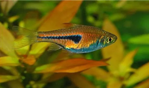 Росбора Єспеі (лат. - Rasbora espei)