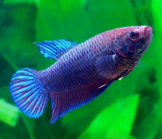 Пітушки, асс, самки. XL. (лат. Betta)
