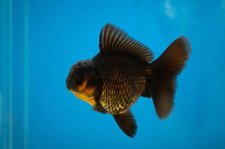 Оранда Чорна, XL. (лат. - Black Oranda)