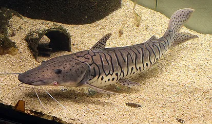Платистома тигрова (лат. - Pseudoplatystoma fasciatum)