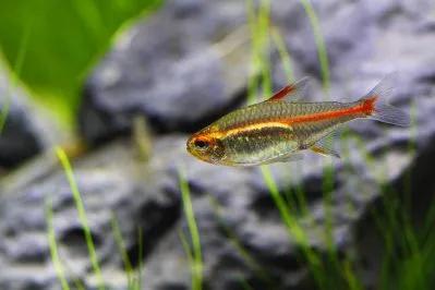 Эритрозонус, (лат. - Hemigrammus erythrozonus)