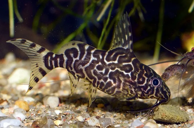 Сінудонтіс еуптерус, S. (лат. - Synodontis eupterus)