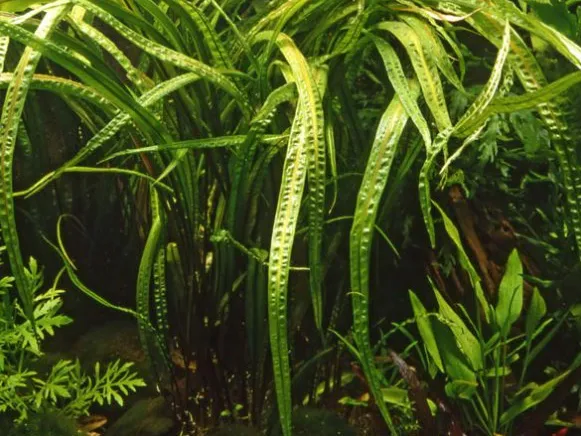 Криптокорина Балансе, M (лат. - Cryptocoryne Balansae)
