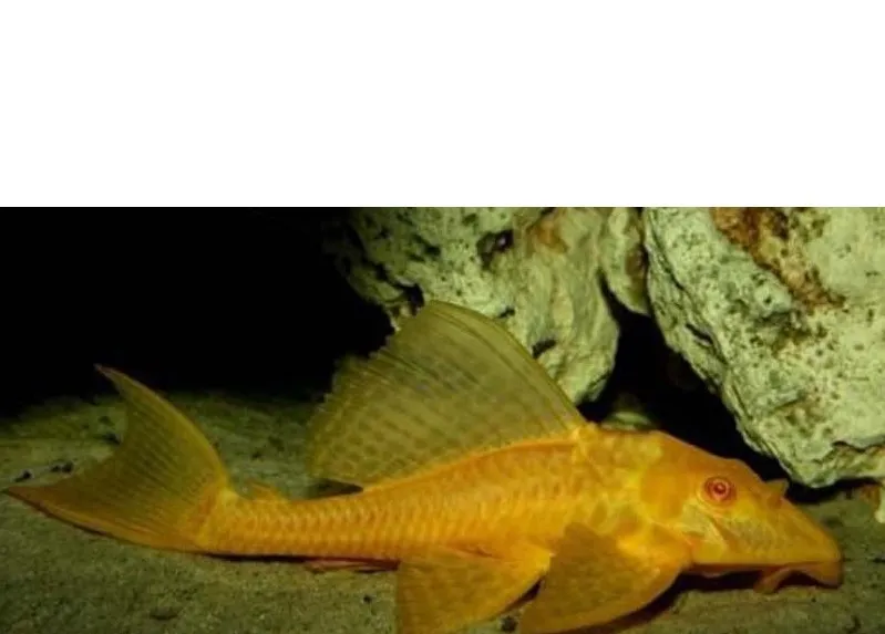 Плєкостомус альбінос (Hypostomus plecostomus)
