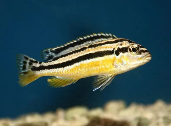 Меланохроміс ауратус, L (лат. - Melanochromis auratus)