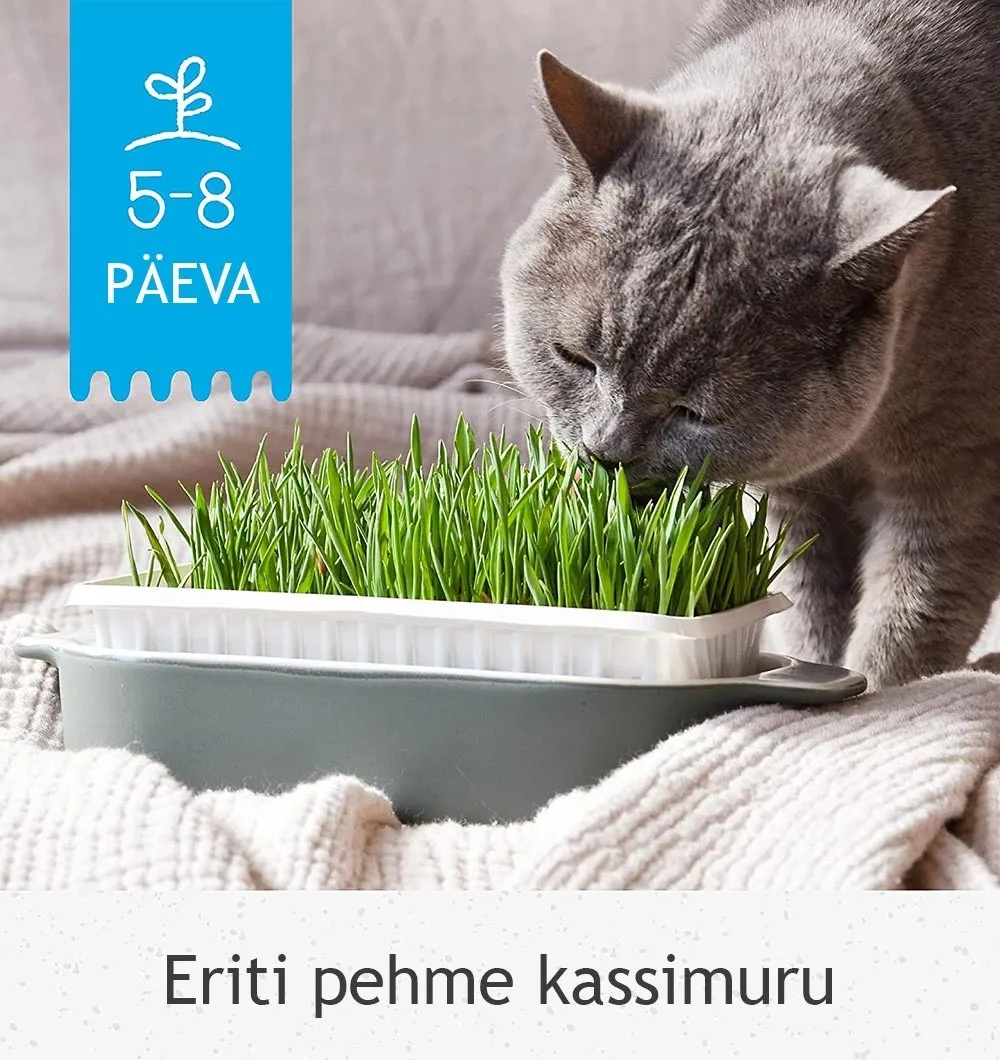 Трава для котів GimCat Soft Gras 100г