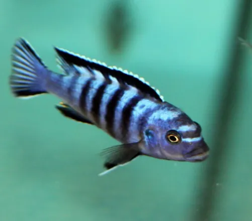 Псевдотрофеус Элонгатус орнатус, L (лат. - Pseudotropheus elongatus Ornatus)