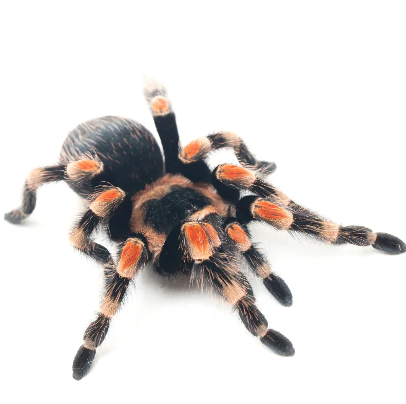 Паук Брахіпельма Мексиканський червоноколінний, дор. (лат. - Brachypelma hamorii(smithi) )