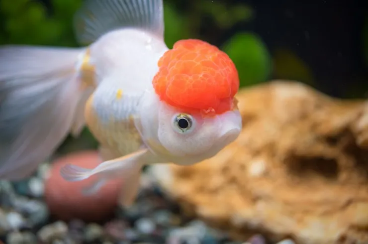 Золота рибка, Червона Шапка, XL. (лат. - Carassius auratus) - фото 2, характеристики, купити в «Живий Куток»