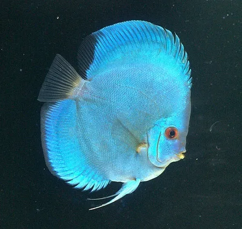 Дискус "Blue Diamond", L (лат. - Symphysodon discus)