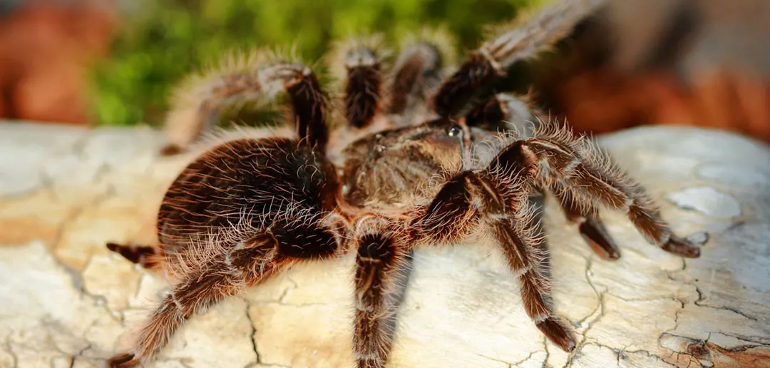Павук Брахипельма альбопилозум (лат. - Brachypelma albopilosum)