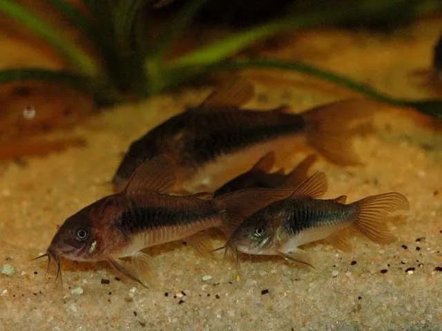 Корідорус Золотий (лат. - Corydoras aeneus)