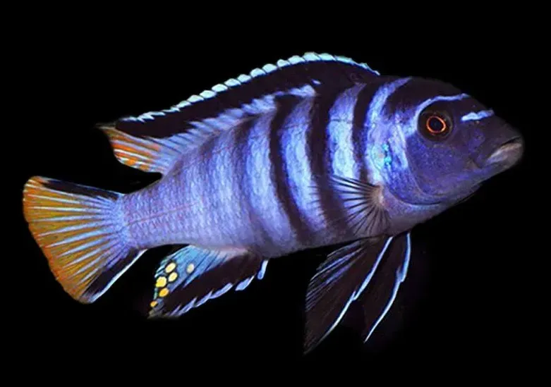 Псевдотрофеус МПанго S (лат. - Pseudotropheus elongatus Mpanga)