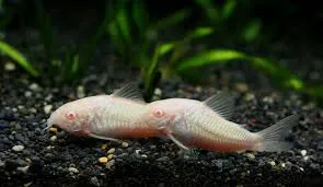 Корідорус панда альбінос (лат. - Corydoras paleatus)