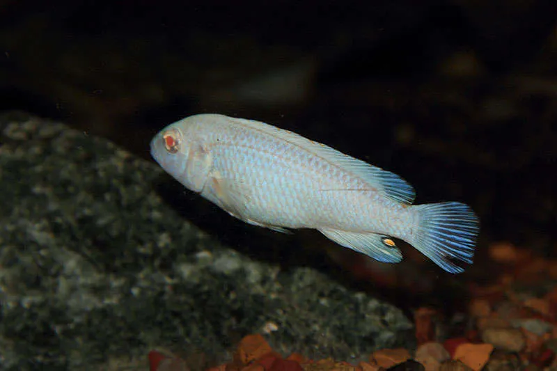Псевдотрофеус Зебра біла (Pseudotropheus var Albino)