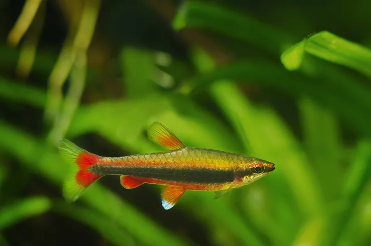 Наностомус Бекфорда суперред, (лат. - Nannostomus beckfordi)