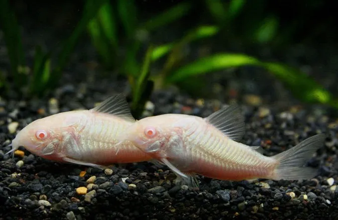 Корідорус Золотий альбінос (лат. - Corydoras aeneus)