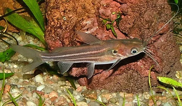 Містус Полосатий, (лат. - Mystus vittatus)