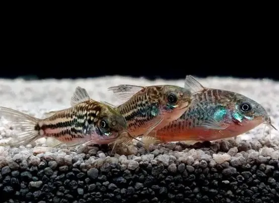Коридорус нанус (лат. - Corydoras nanus)