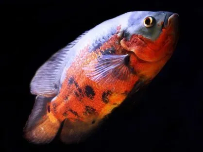 Астронотус (Україна), L / Astronotus