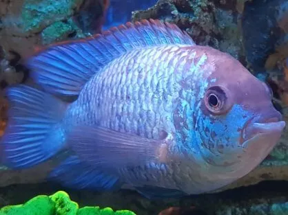 Нанакара Блю нєонова S (Nannacara neon blue)