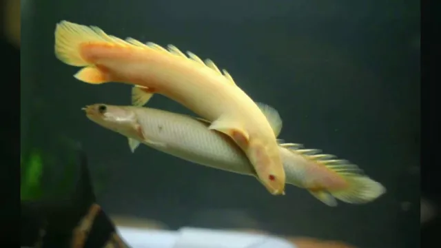 Поліптерус сенегальський Альбінос (лат. - Polypterus senegalus)