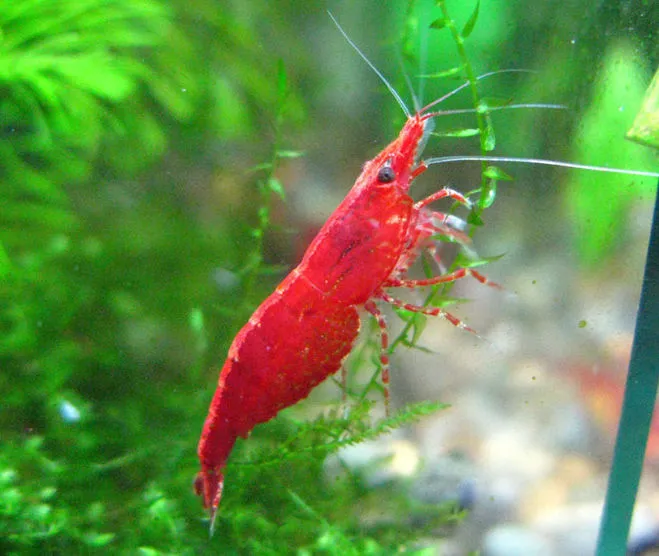 Креветка неокардіна Черрі (лат. - Neocaridina Heteropoda)