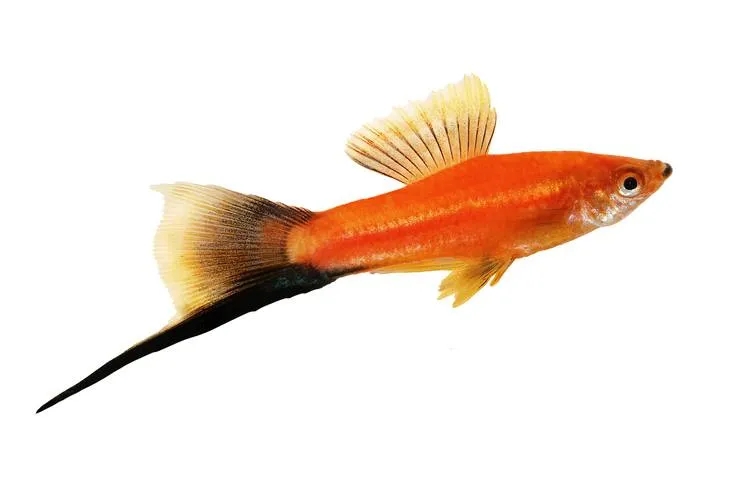 Мечоносець, M. (лат. - Xiphophorus hellerii)