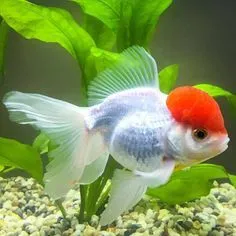 Золота рибка, Червона Шапка, S. (лат. - Carassius auratus)