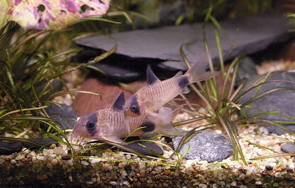 Корідорус панда (лат. - Corydoras paleatus)