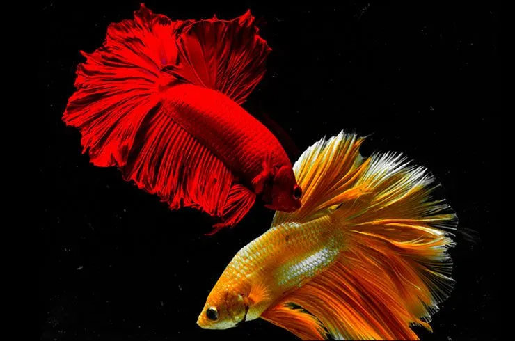 Пітушки, асс. XL.Гігант (лат. Betta splendens varr. Giant)