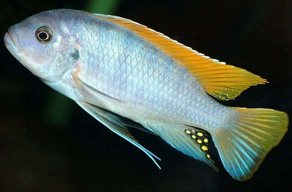 Псевдотрофеус Грешакі, L (лат. - Pseudotropheus greshakei)