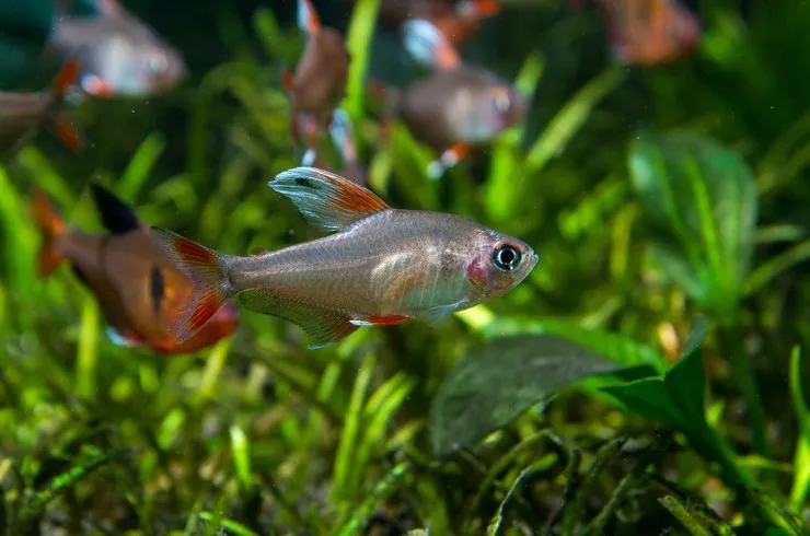 Орнатус білоплавничий, (лат. - Hyphessobrycon sp."white fin")