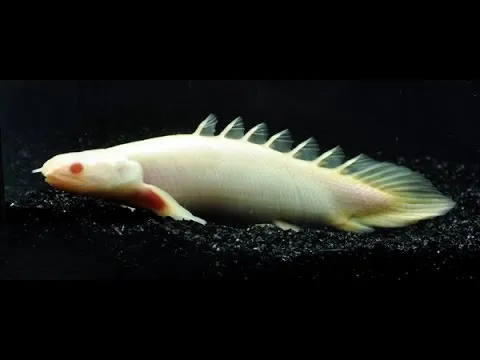 Поліптерус сенегальський Альбінос (лат. - Polypterus senegalus)