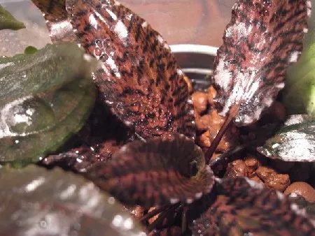 Криптокорина нурі Розен Мейден, XL (лат. - Cryptocoryne nurii Rosen Maiden)