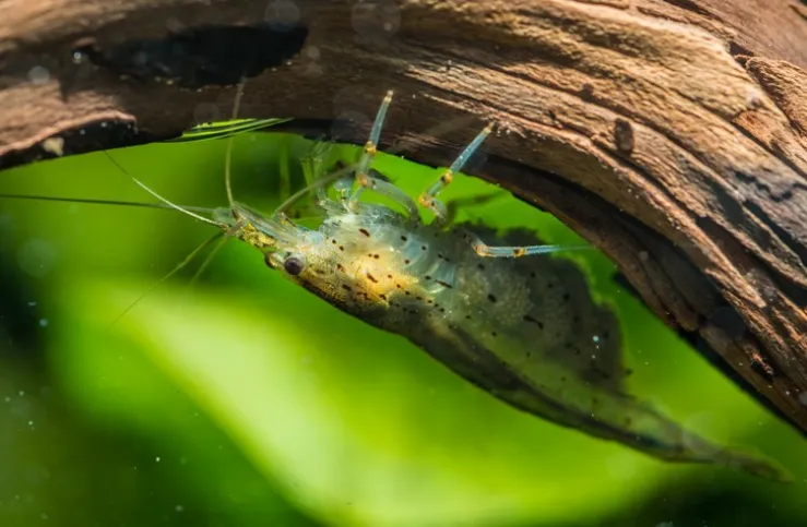 Креветка Амано (лат. - Caridina multidentata)