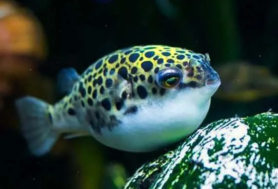 Тетрадон (лат. Tetraodon nigroviridis)