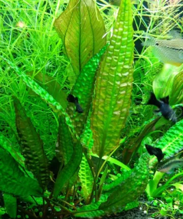 Криптокорина Худоро, M (лат. - Cryptocoryne Hudoroi)