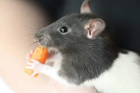 Щур декоративний