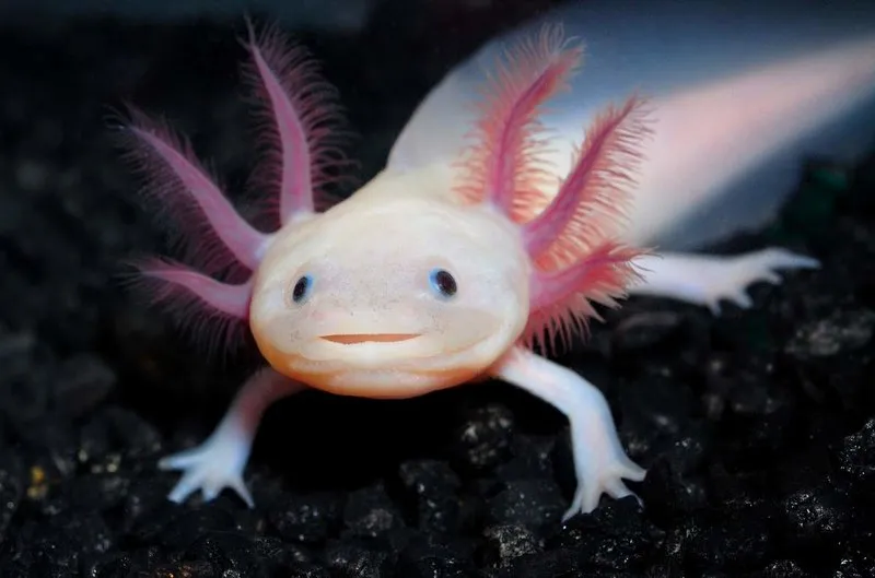 Аксолотль (лат. - Ambystoma)