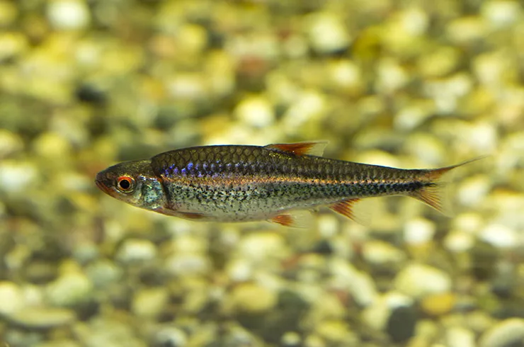Нотропіс радужний (лат. - Notropis Chrosomus)