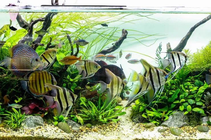 Скалярія асс. ХXL. (лат. - Pterophyllum scalare)